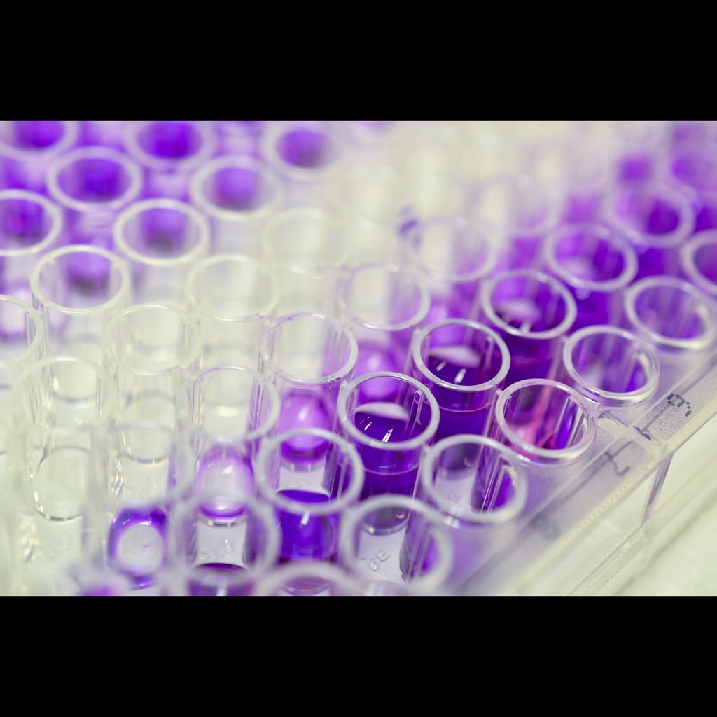 Bovine Lactoferrin,LTF/LF ELISA kitsize:5×96T