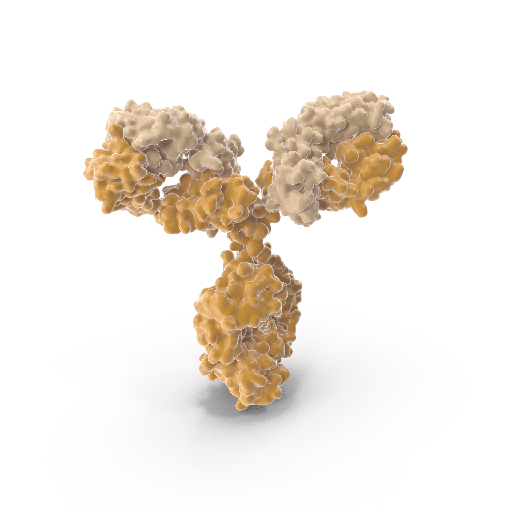 Cysticercus Antibody  IgG , Western Blot